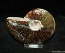 Inch Ammonite With Oak Leaf Sutures #1063-1